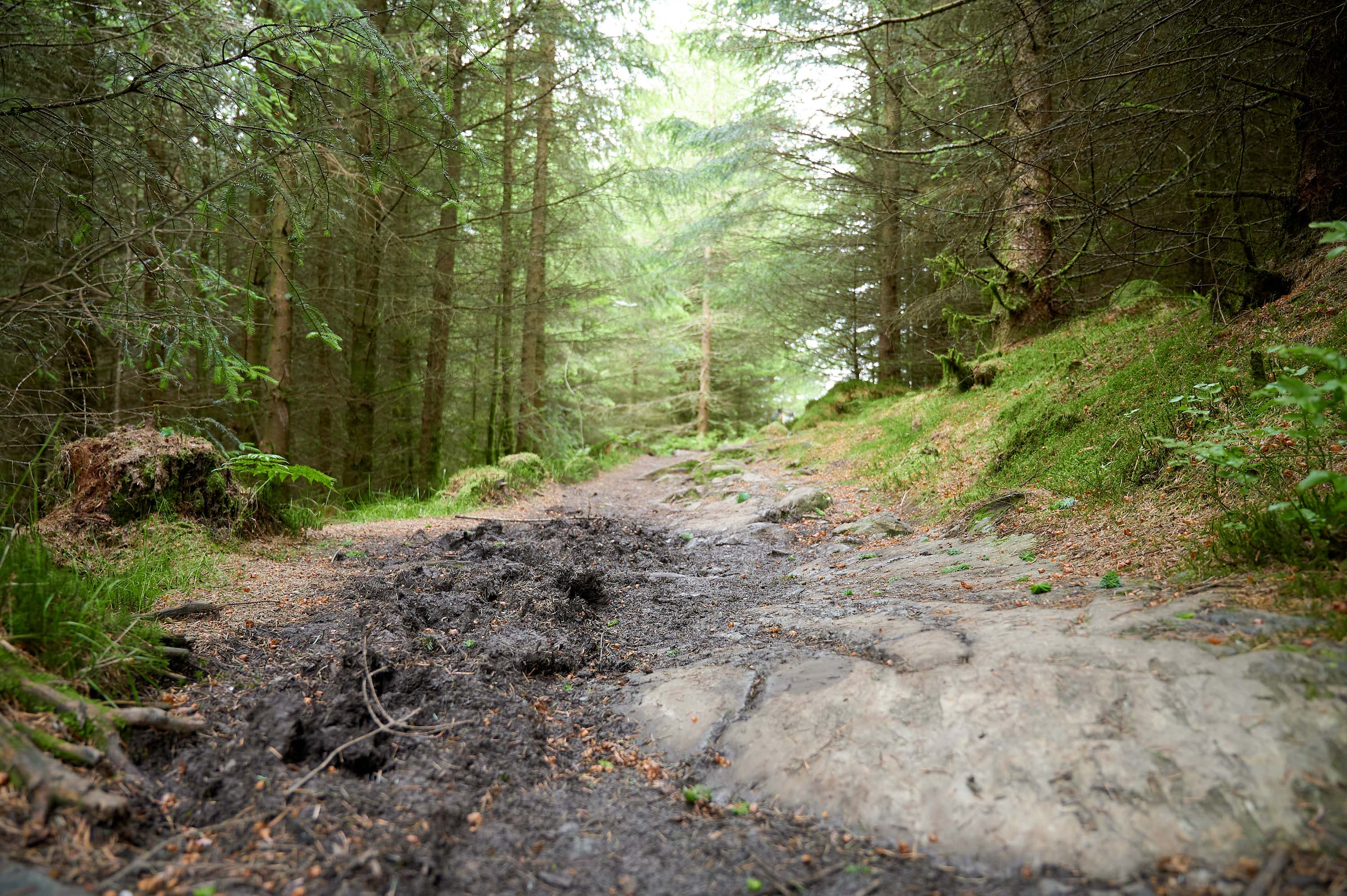 The Tarns Walk, Windermere